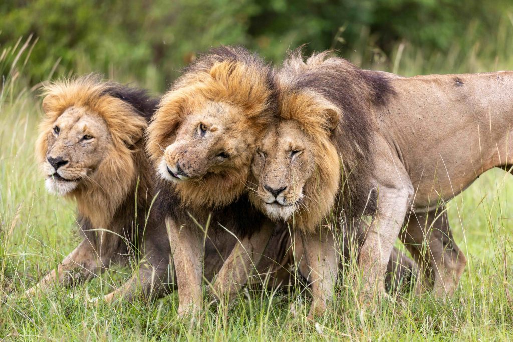 National Geographic Unveils Trailer for LION, Following a Cub’s Journey to King