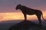 National Geographic Unveils Trailer for LION, Following a Cub’s Journey to King