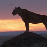 National Geographic Unveils Trailer for LION, Following a Cub’s Journey to King