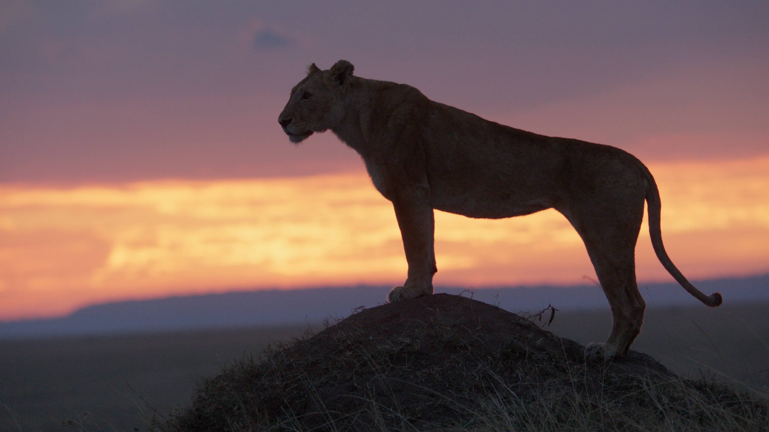 National Geographic Unveils Trailer for LION, Following a Cub’s Journey to King