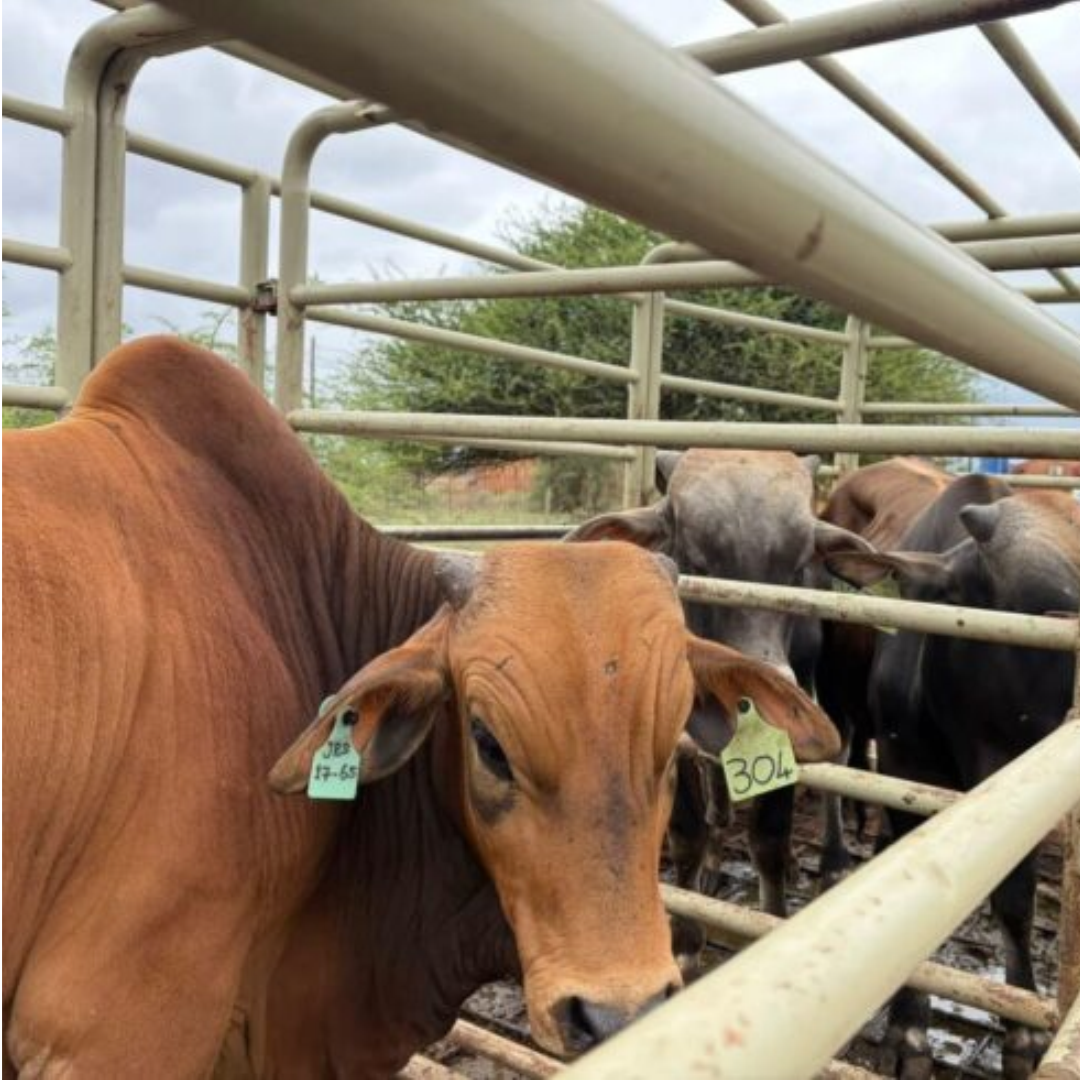 Dear SA Urges South Africans To Comment On Sweeping New Animal Tagging Laws
