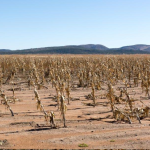 El Niño Drought Threatens To Deepen South Africa’s Poverty Crisis As Food Security Concerns Grow