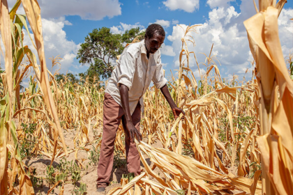 El Niño Drought Threatens To Deepen South Africa’s Poverty Crisis As Food Security Concerns Grow