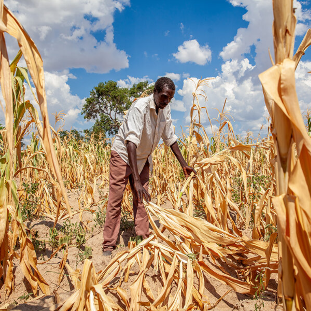 El Niño Drought Threatens To Deepen South Africa’s Poverty Crisis As Food Security Concerns Grow