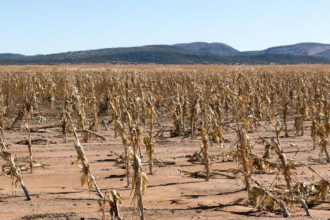El Niño Drought Threatens To Deepen South Africa’s Poverty Crisis As Food Security Concerns Grow
