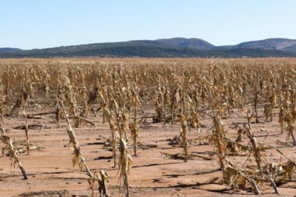 El Niño Drought Threatens To Deepen South Africa’s Poverty Crisis As Food Security Concerns Grow
