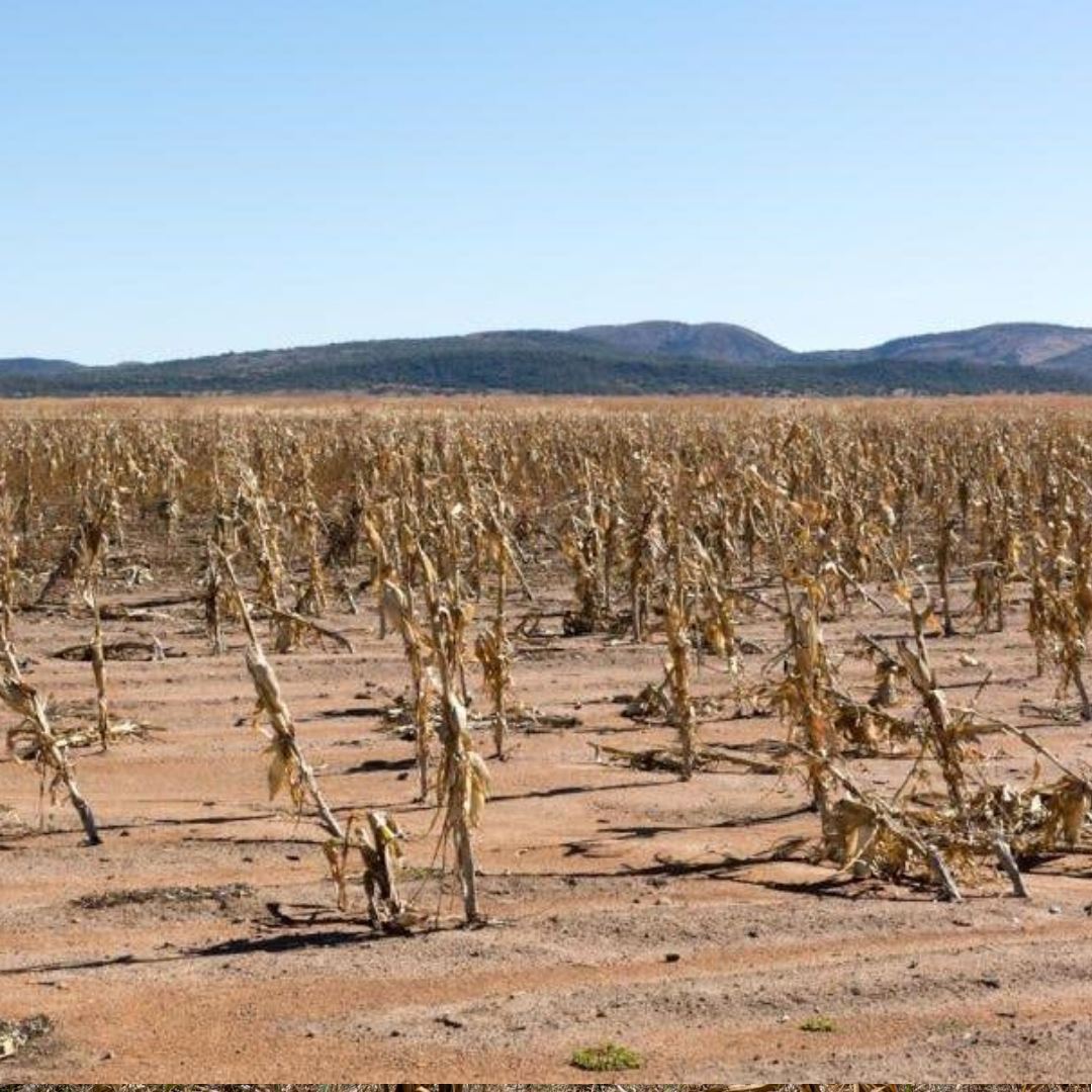El Niño Drought Threatens To Deepen South Africa’s Poverty Crisis As Food Security Concerns Grow