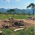 Elephant’s Death Leaves Scientists Stunned As Kruger Ecosystem Transforms