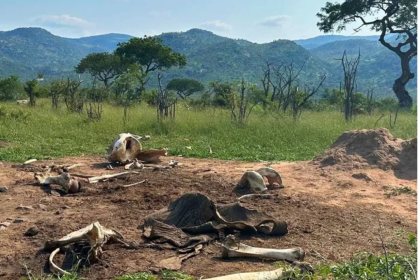 Elephant’s Death Leaves Scientists Stunned As Kruger Ecosystem Transforms